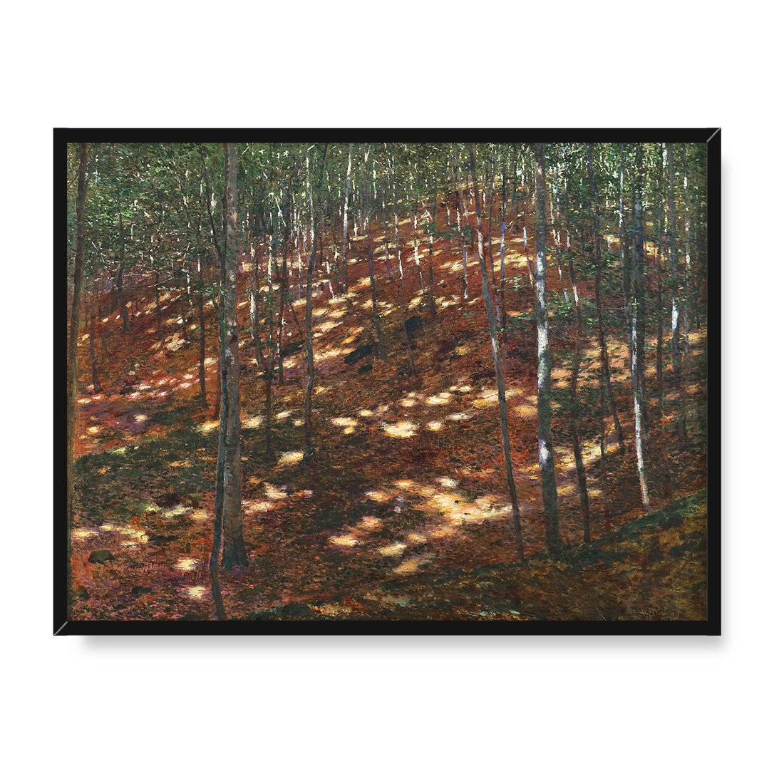 Antonin Slavicek Słońce w lesie 40x30 w RAMIE