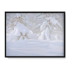 Bror Lindh Pokryte śniegiem jodły w lśniący zimowy dzień 40×30