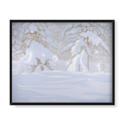 Bror Lindh Pokryte śniegiem jodły w lśniący zimowy dzień 50×40