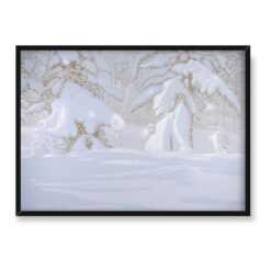 Bror Lindh Pokryte śniegiem jodły w lśniący zimowy dzień 70×50